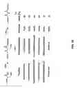 Fig. 65 - Compositions and methods for dehydration and cyclization of peptides, synthetic compounds, and lantibiotics