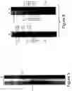 Fig. 13 - Nucleic acid encoding GAD65