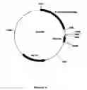 Fig. 06 - shuttle vector and methods of use