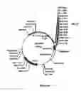 Fig. 07 - shuttle vector and methods of use