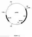 Fig. 08 - shuttle vector and methods of use