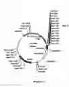 Fig. 07 - shuttle vector and methods of use