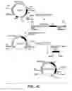 Fig. 08 - Expression of glycosyltransferase in Aspergillus