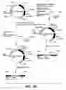 Fig. 09 - Expression of glycosyltransferase in Aspergillus