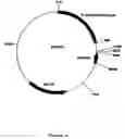Fig. 06 - shuttle vector and methods of use