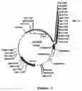 Fig. 07 - shuttle vector and methods of use