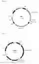 Fig. 02 - Methods for producing gamma-carboxylated proteins