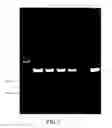 Fig. 08 - Promoters and usage thereof