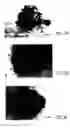 Fig. 05 - Primate embryonic stem cell line