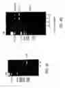 Fig. 06 - Primate embryonic stem cell line