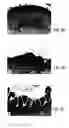 Fig. 08 - Primate embryonic stem cell line