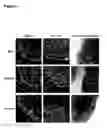 Fig. 02 - Differentiation protocol for making human cardiomyocytes