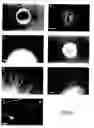 Fig. 08 - Embryonic stem cells