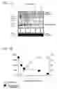 Fig. 02 - Methods for regulating differentiation of neural cells and uses thereof