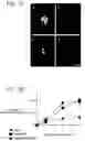 Fig. 03 - Methods for regulating differentiation of neural cells and uses thereof