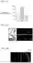 Fig. 04 - Methods for regulating differentiation of neural cells and uses thereof