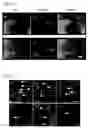 Fig. 05 - Methods for regulating differentiation of neural cells and uses thereof