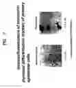 Fig. 08 - Method of isolating epithelial cells, method of preconditioning cells, and methods of preparing bioartificial skin and dermis with the epithelial cells and preconditioned cells
