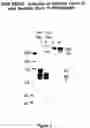 Fig. 02 - Method of using fish plasma components for tissue culture
