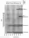 Fig. 02 - Transfection reagents