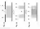 Fig. 07 - Sample presentation device