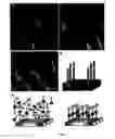 Fig. 04 - Biological control of nanoparticle nucleation, shape and crystal phase