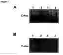 Fig. 02 - Novel raf/ras binding compounds
