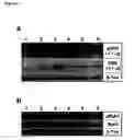 Fig. 03 - Novel raf/ras binding compounds