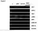 Fig. 04 - Novel raf/ras binding compounds