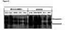 Fig. 05 - Novel raf/ras binding compounds