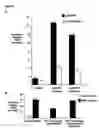 Fig. 06 - Novel raf/ras binding compounds
