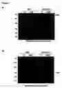 Fig. 07 - Novel raf/ras binding compounds
