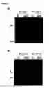 Fig. 08 - Novel raf/ras binding compounds