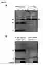 Fig. 09 - Novel raf/ras binding compounds