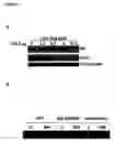 Fig. 10 - Novel raf/ras binding compounds