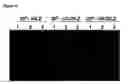 Fig. 13 - Novel raf/ras binding compounds