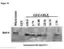 Fig. 15 - Novel raf/ras binding compounds