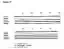 Fig. 16 - Novel raf/ras binding compounds