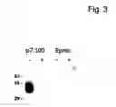 Fig. 10 - Methods and means for producing proteins with predetermined post-translational modifications
