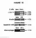 Fig. 12 - Use of soluble fgl2 as an immunosuppressant
