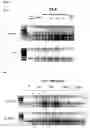 Fig. 06 - Methods of preventing and treating inflammatory bowel disease
