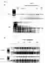 Fig. 07 - Methods of preventing and treating inflammatory bowel disease