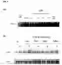 Fig. 08 - Methods of preventing and treating inflammatory bowel disease