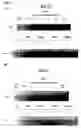 Fig. 09 - Methods of preventing and treating inflammatory bowel disease
