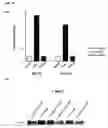 Fig. 17 - Methods of preventing and treating inflammatory bowel disease