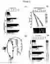 Fig. 04 - Method of determining inhibition of binding to TRPM7 protein
