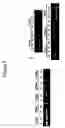 Fig. 09 - Method of determining inhibition of binding to TRPM7 protein