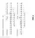 Fig. 03 - Endotheliase-1 ligands