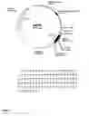 Fig. 03 - Canine GHRH gene, polypeptides and methods of use