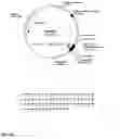 Fig. 14 - Canine GHRH gene, polypeptides and methods of use